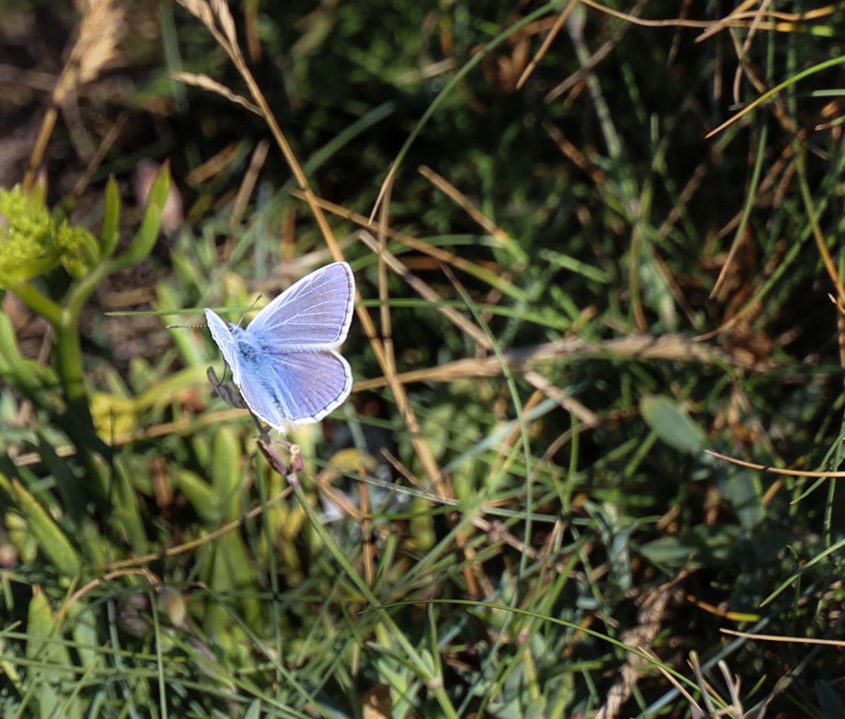 Creve Coeur and No. 79