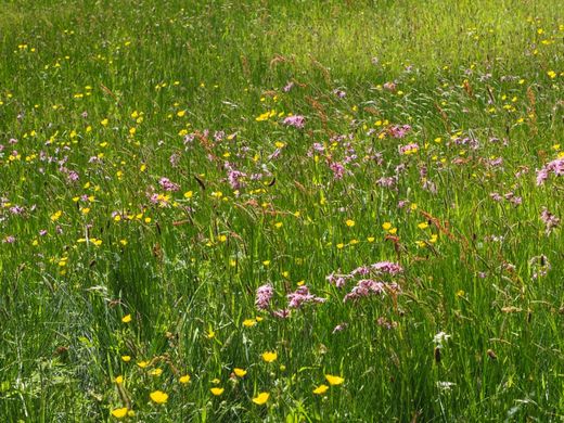 Le Petit Pré orchid field & The Ron Short Walk