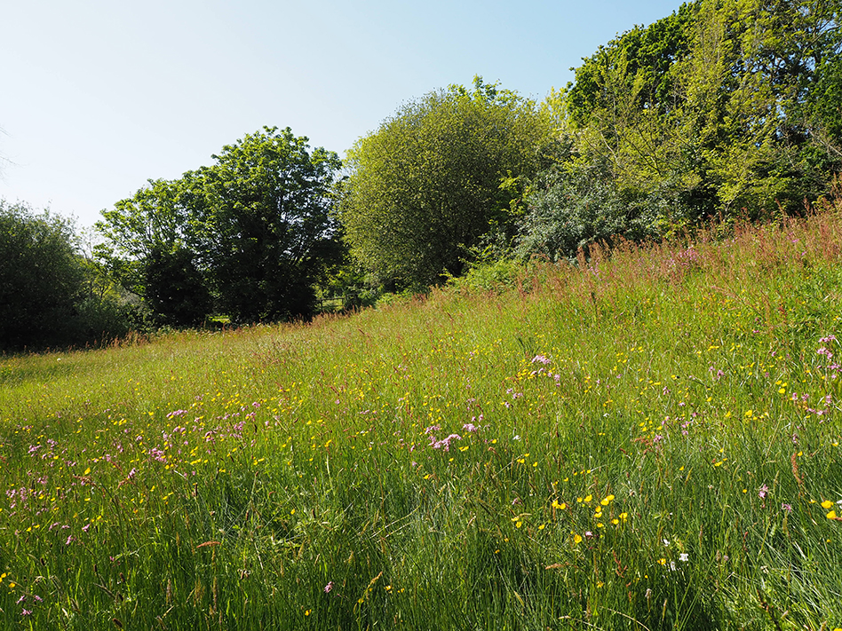 Le Petit Pré orchid field & The Ron Short Walk
